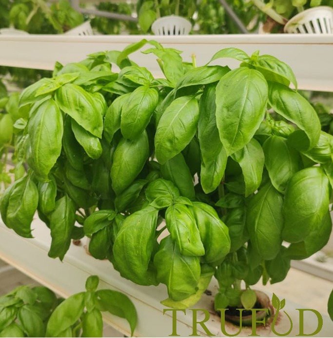 Green Basil An extraordinary herb adding into your daily culinary