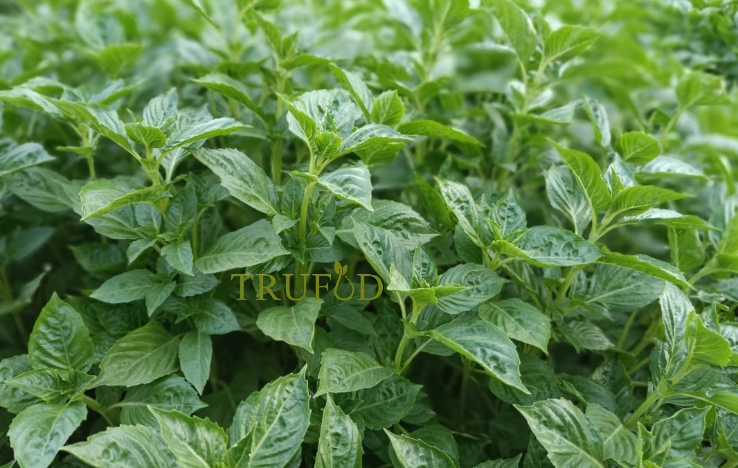 Green Basil An extraordinary herb adding into your daily culinary