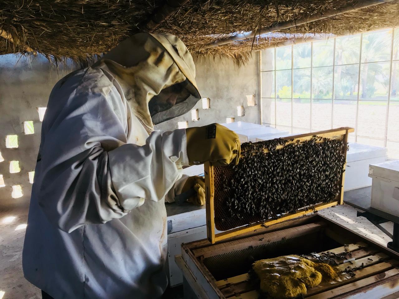 Buzzing success: Oman’s honey production valued at RO 116,000