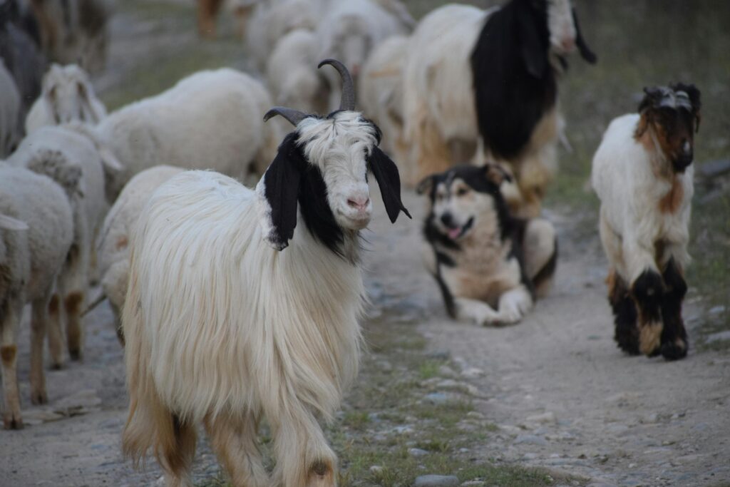 Oman imports over 314,000 live animals to meet rising red meat demand