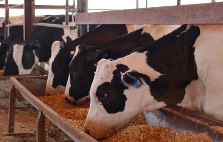 Cow / livestock food security