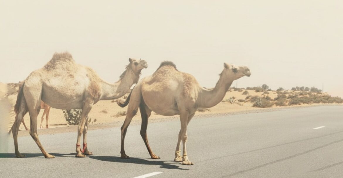 Stray Animals