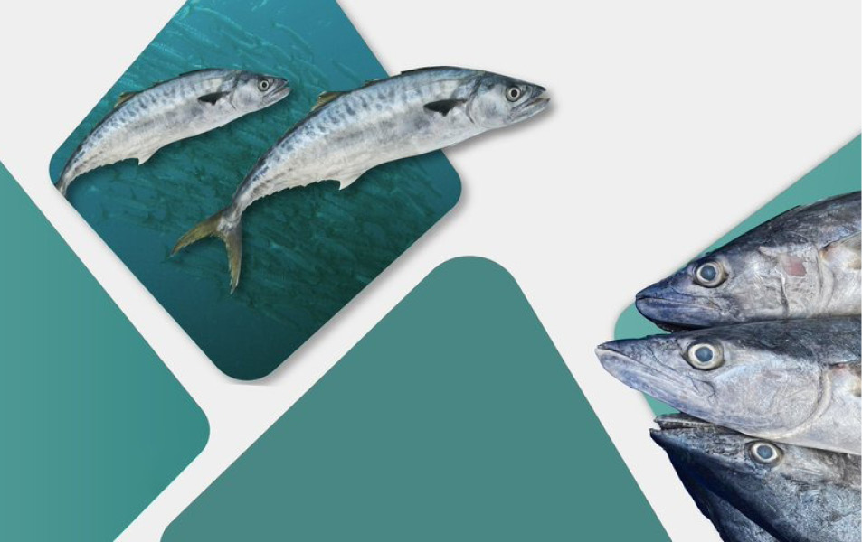 Oman lifts 2025 kingfish fishing ban, urges sustainable practices