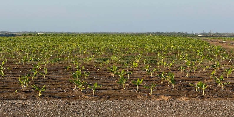 Al Suwaiq banana project boosts food security in Oman