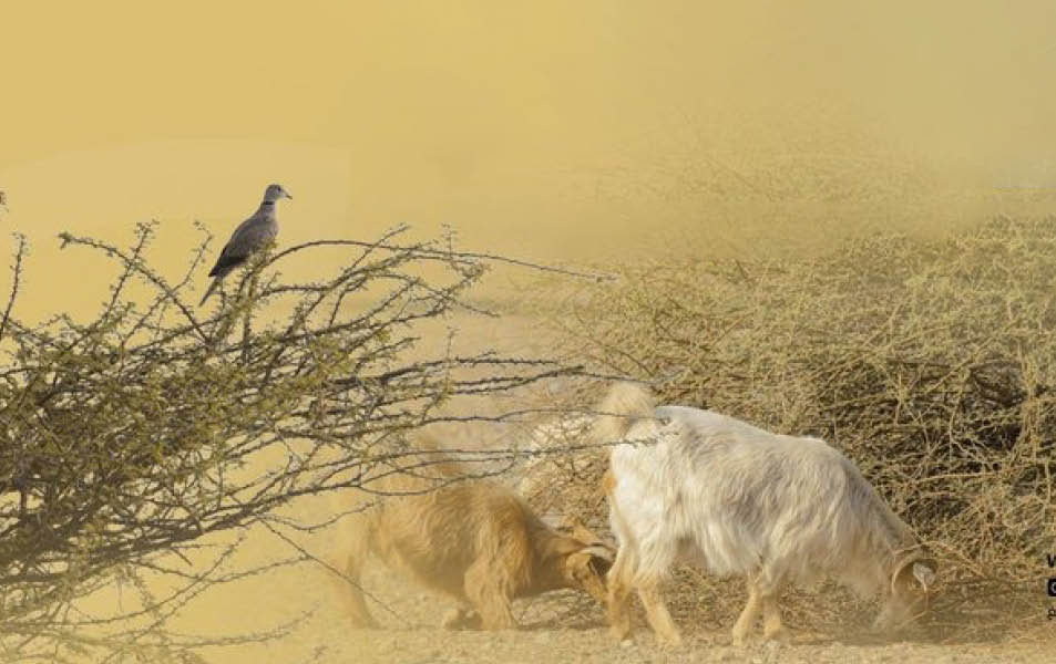 Oman announces new entry fees and activity permits for Saleel Natural Park