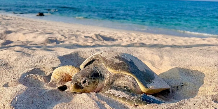 Oman launches field project to study sea turtles on Masirah Island