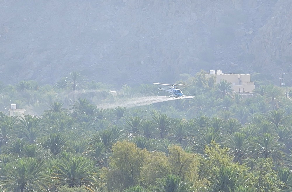 Oman launches aerial campaign to combat palm pest in South Al Batinah