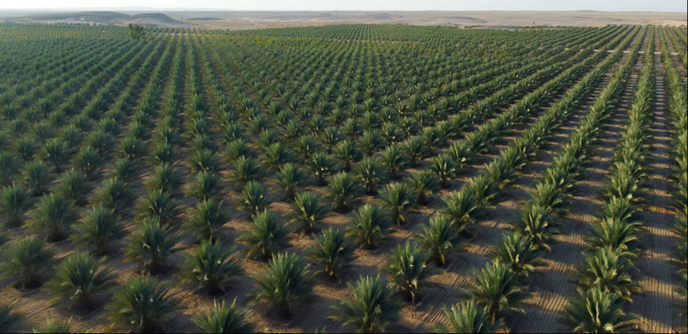 Oman invests RO 1.9 billion in food security, targets 400 new projects in 2026