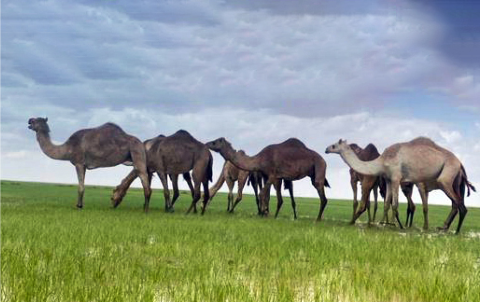 Oman’s EA urges protection of vegetation cover, warns against driving on grass