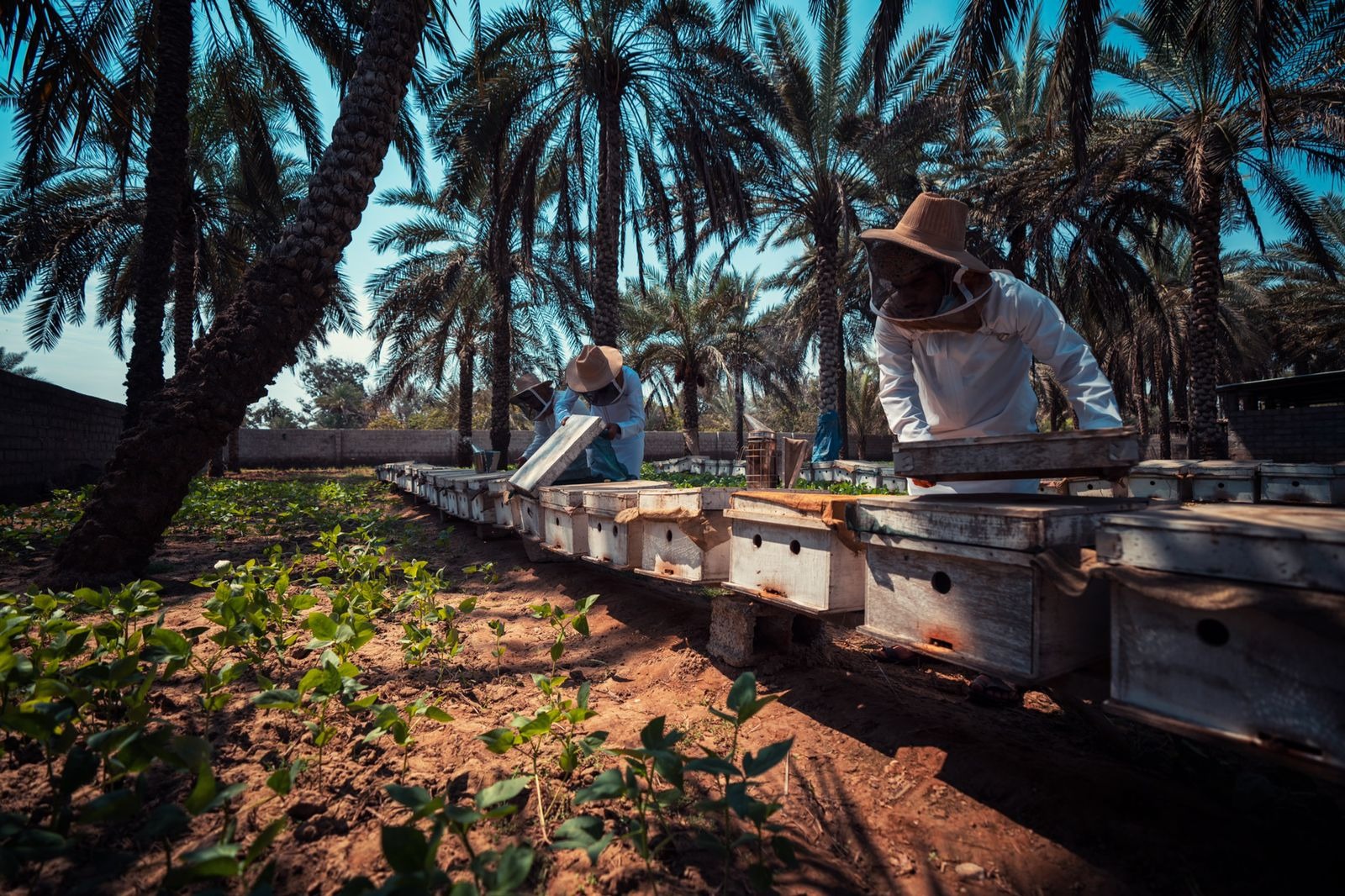 Oman’s North Al Batinah honey production rises to 158,000 kg in 2025
