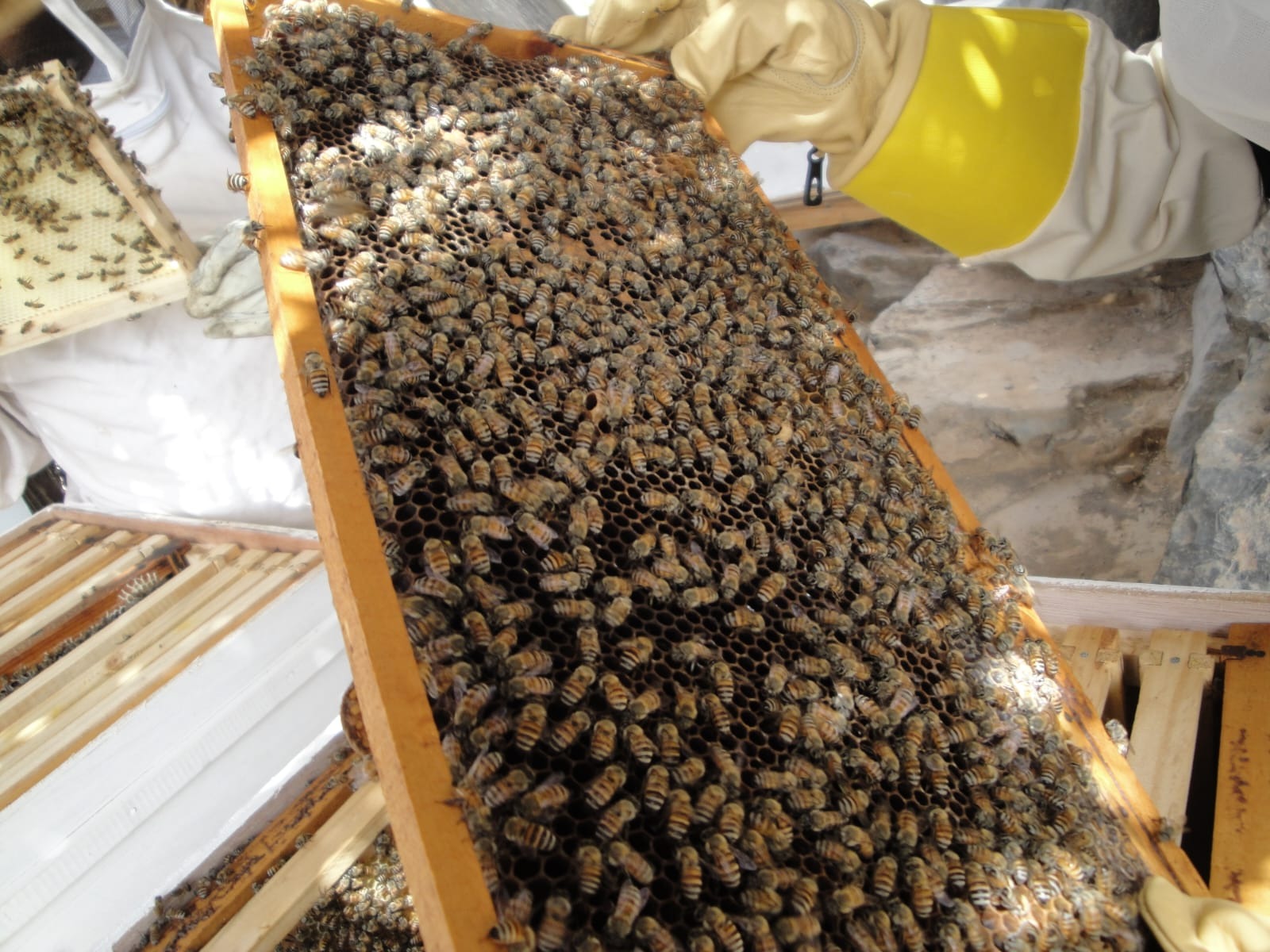 Honey production in Oman’s A’Dhahirah jumps 138% to 97.8 tons in 2025