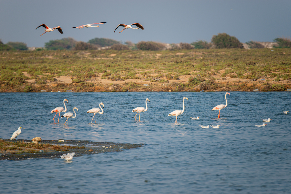 Oman accelerates climate action with new green initiatives on World Environment Day