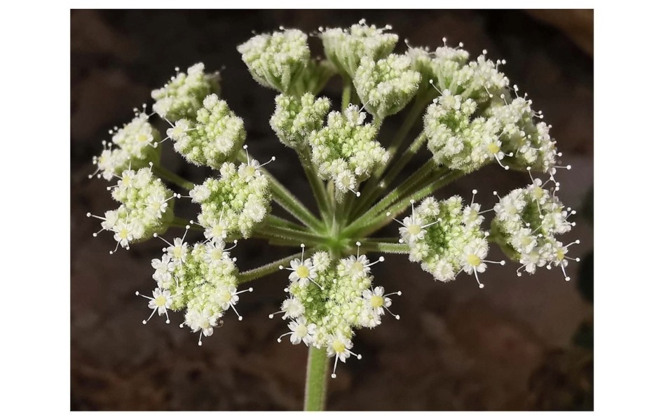 World’s first record of a new plant found in Oman World’s first record of a new plant found in Oman